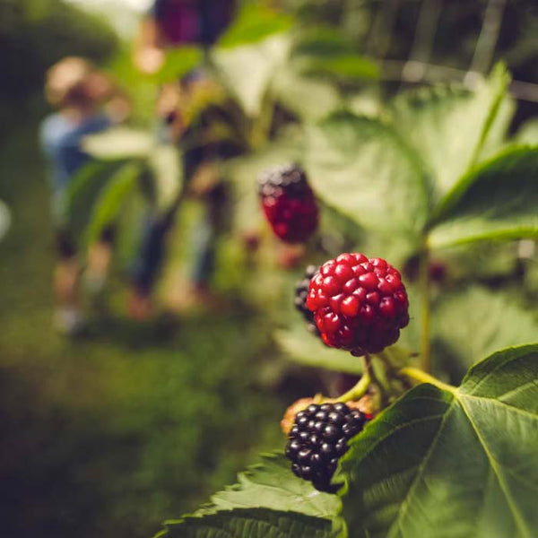 berry picking