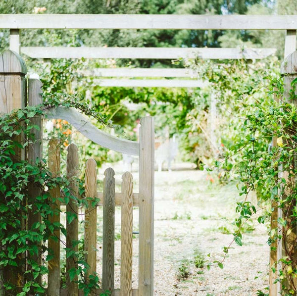 white garden gate with vines growing