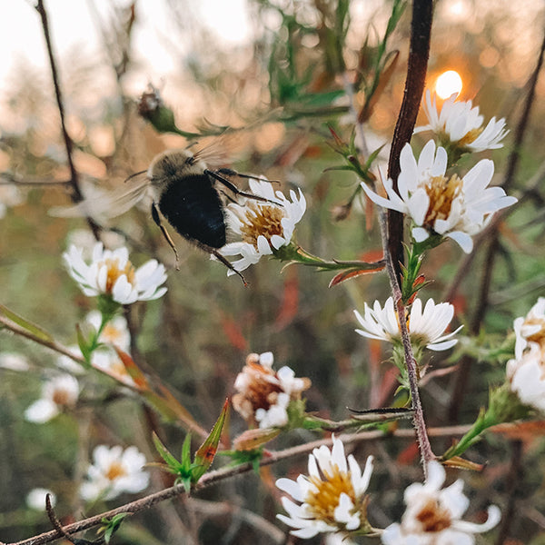 bumblebee on white flowers