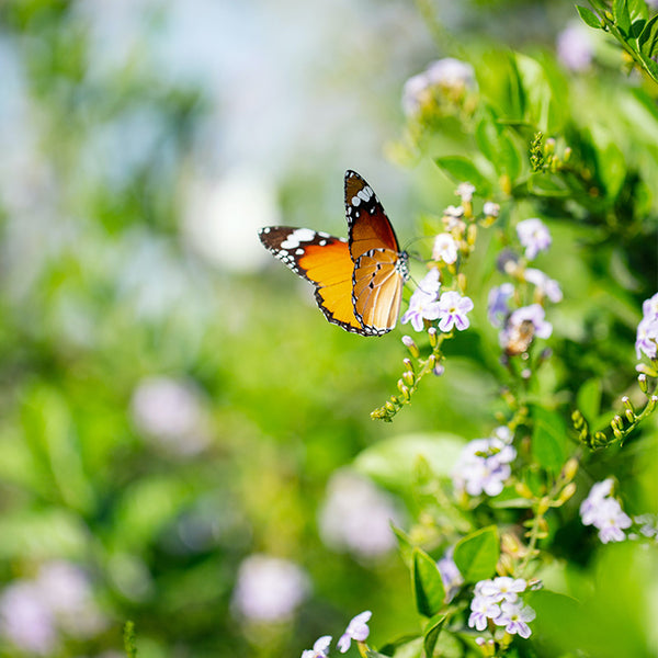 butterfly on light purple flowers