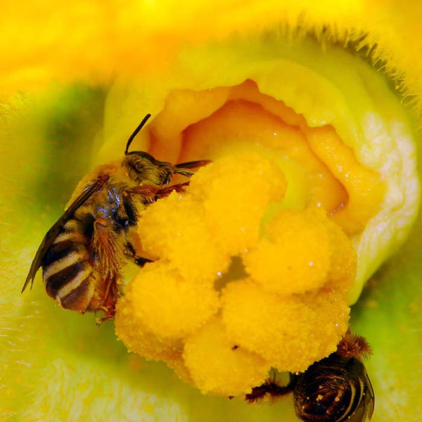 squash bee pollinating 