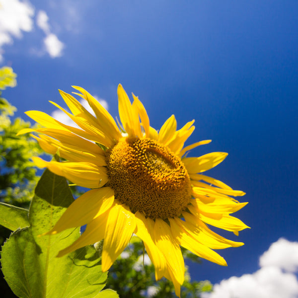 sunflower and a blue sky