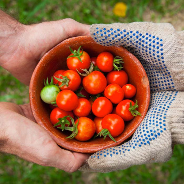 hands holding a bowl of cherry tomatoes