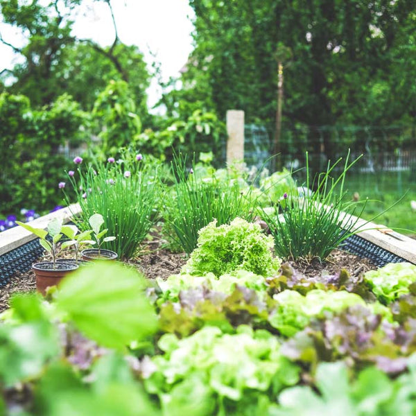 garden bed with lettuces