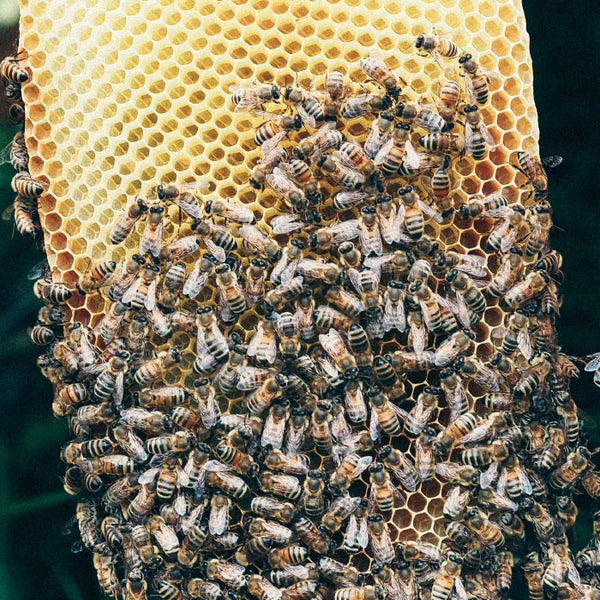 bees filling honey comb