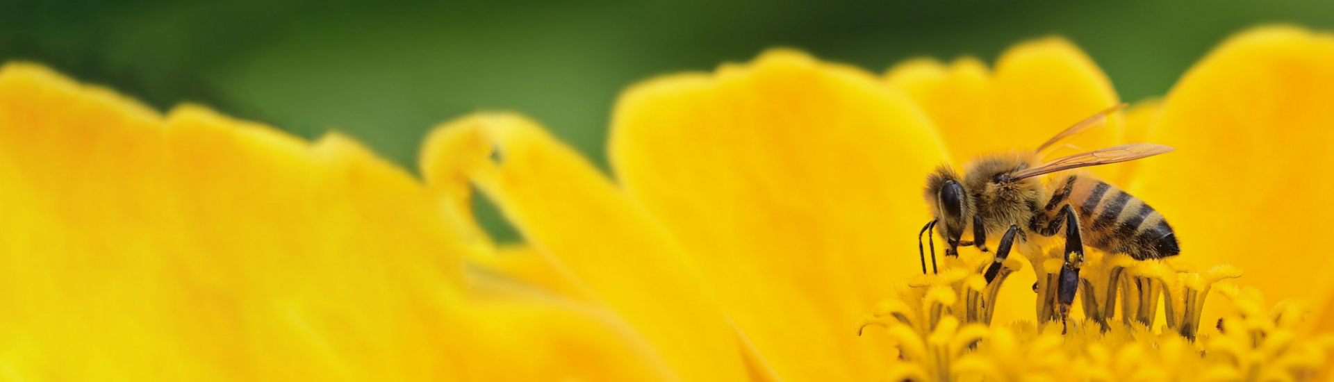 Perpetual Pollen Blog Banner