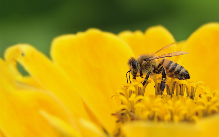 Perpetual Pollen Blog Banner