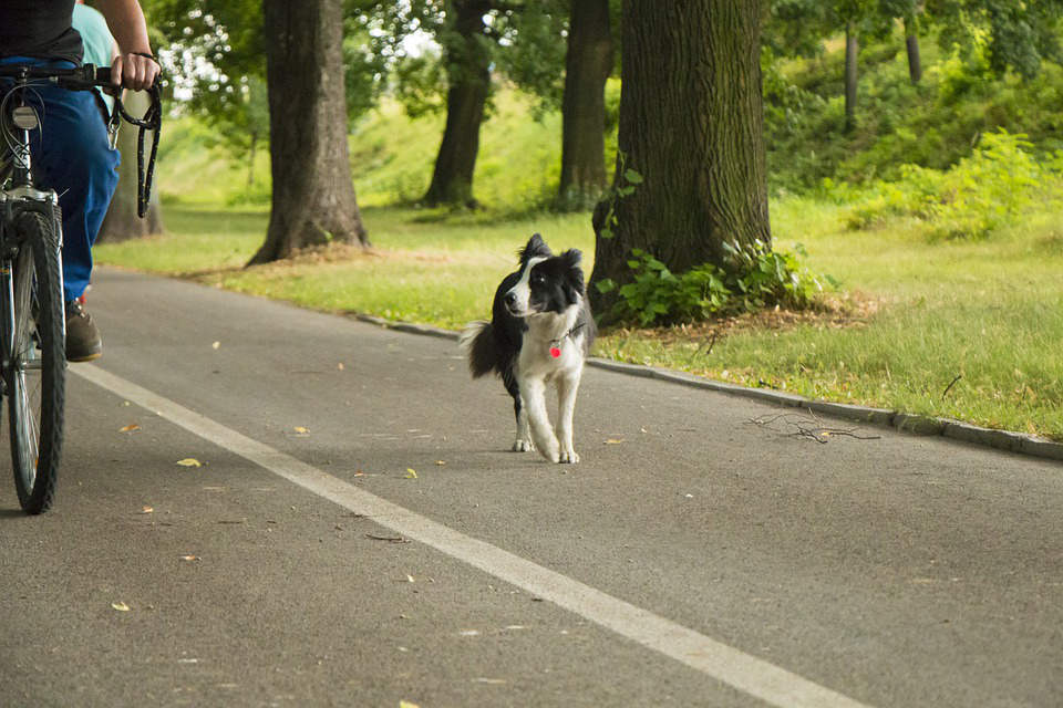 Cycling with Your Dog Running