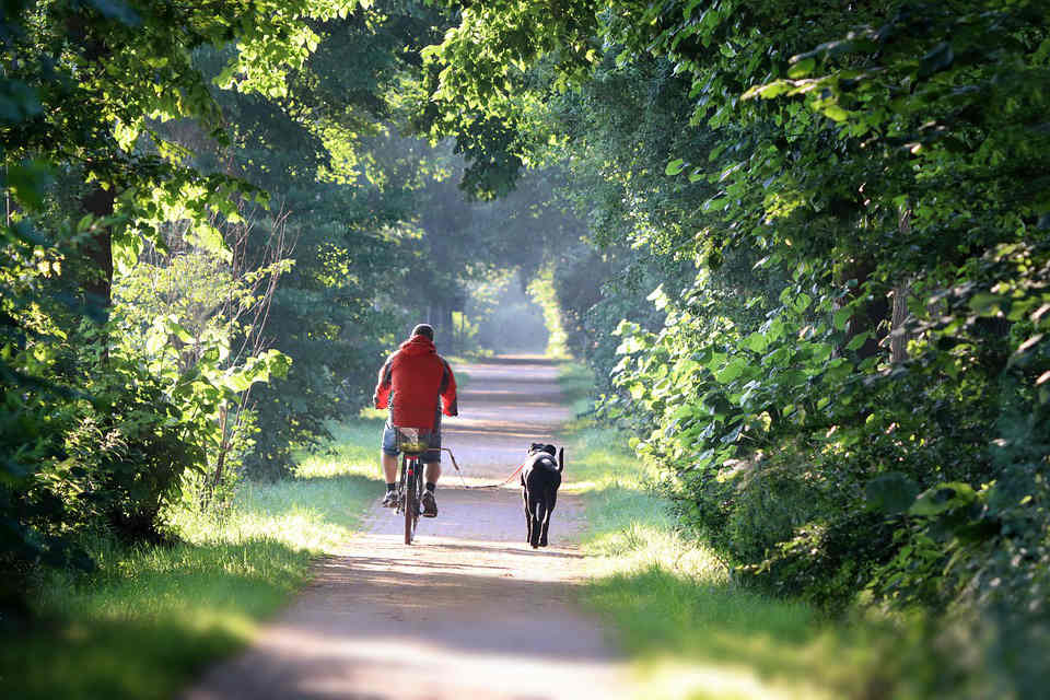 biking with your dog in the wild
