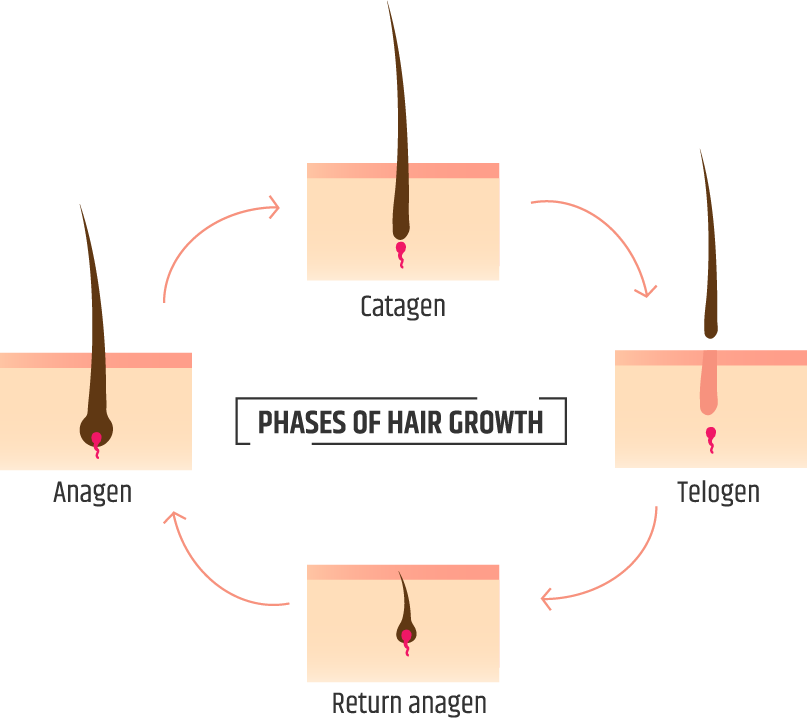 Normal Hair Cycle Stages of the Hair Growth Cycle Dermatologic Treatment  Mumbai India