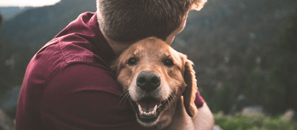 how dogs find their way home