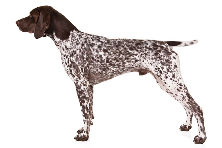 can german shorthaired pointers be left alone