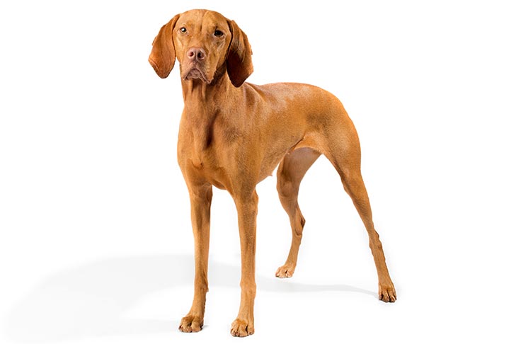 what health problems do vizslas have