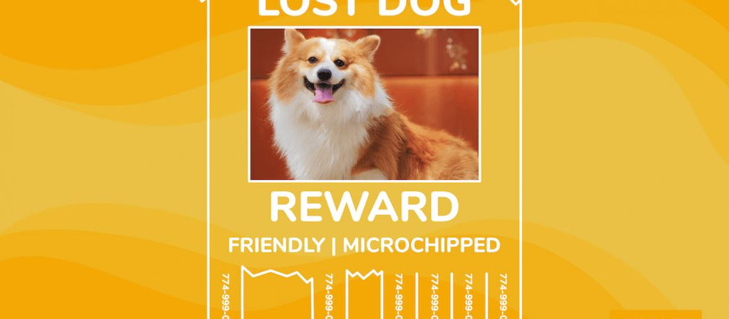 can i microchip my dog myself