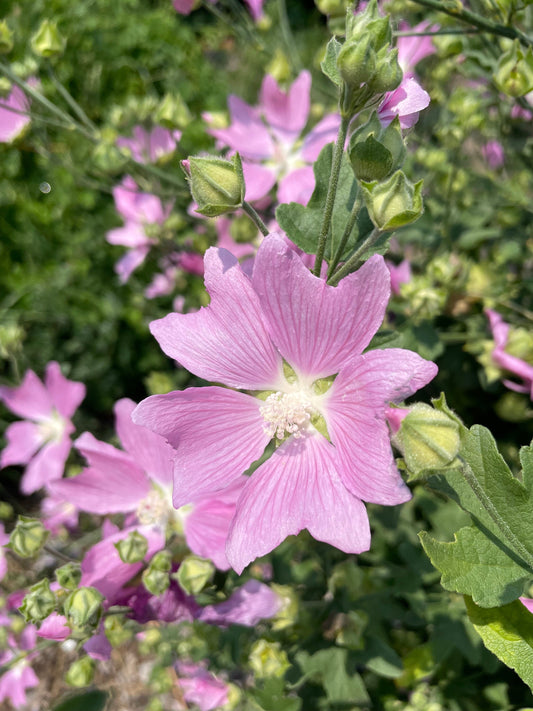 Hollyhock, Alcea, Alcea rosea cultivar, Althaea rosea, Beauty in Nature,  Biennial, Colour, Contemporary, Cottage garden plant, Creative, Cut Out,  Flower, Summer Flowering, Frost hardy, Plant, Stamen, Studio Shot,  Sustainable plant, Red, White