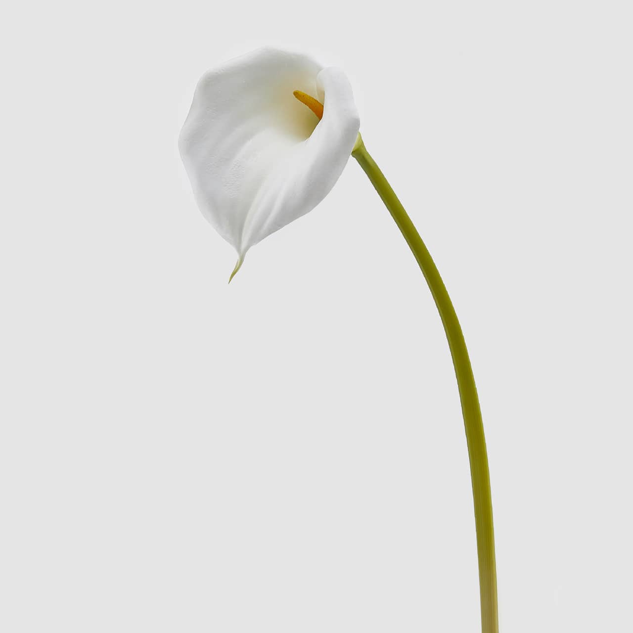 Calla blanca – Decoco Flower Shop