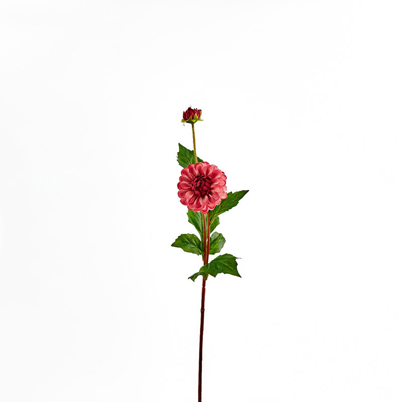 Dalia rosa varios colores – Decoco Flower Shop