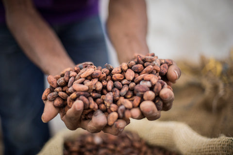 Alta Moda Silvestre e il progetto di approvvigionamento di caffè e cacao nelle terre della Colombia