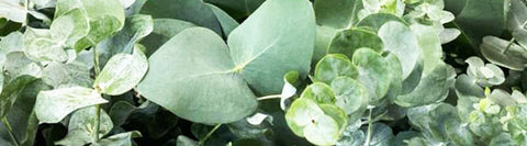 mixed irish foliage