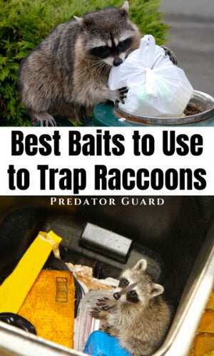  Raccoon Coon Bait Lure for DP Dog Proof Traps and Live Traps :  Patio, Lawn & Garden