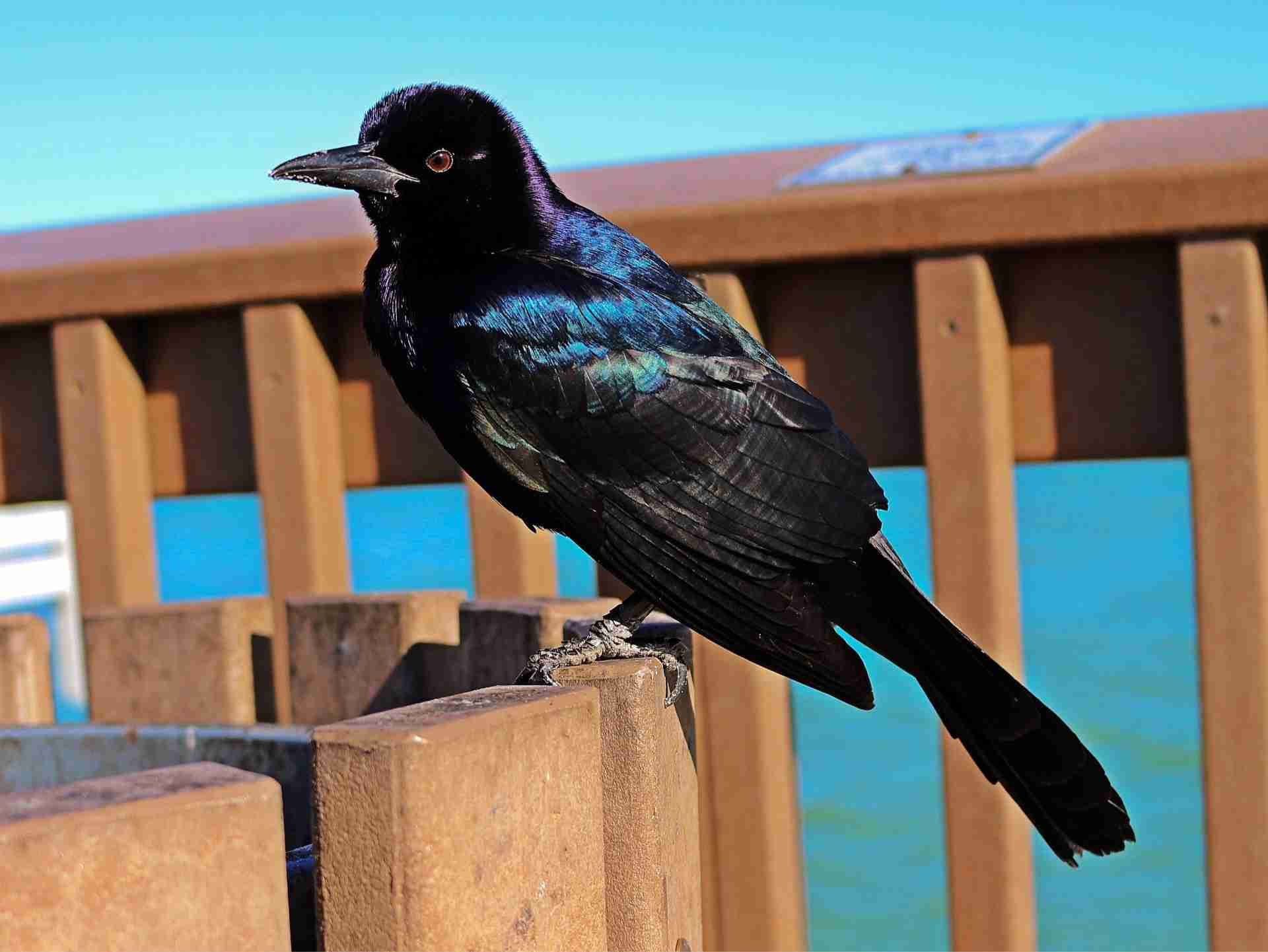 Predator Guard - Grackle Bird perched on a fence