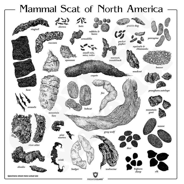 Predator Guard - Identifying by looking at their droppings