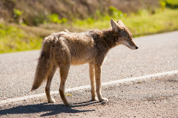 Predator Guard - How to Keep Coyotes Away