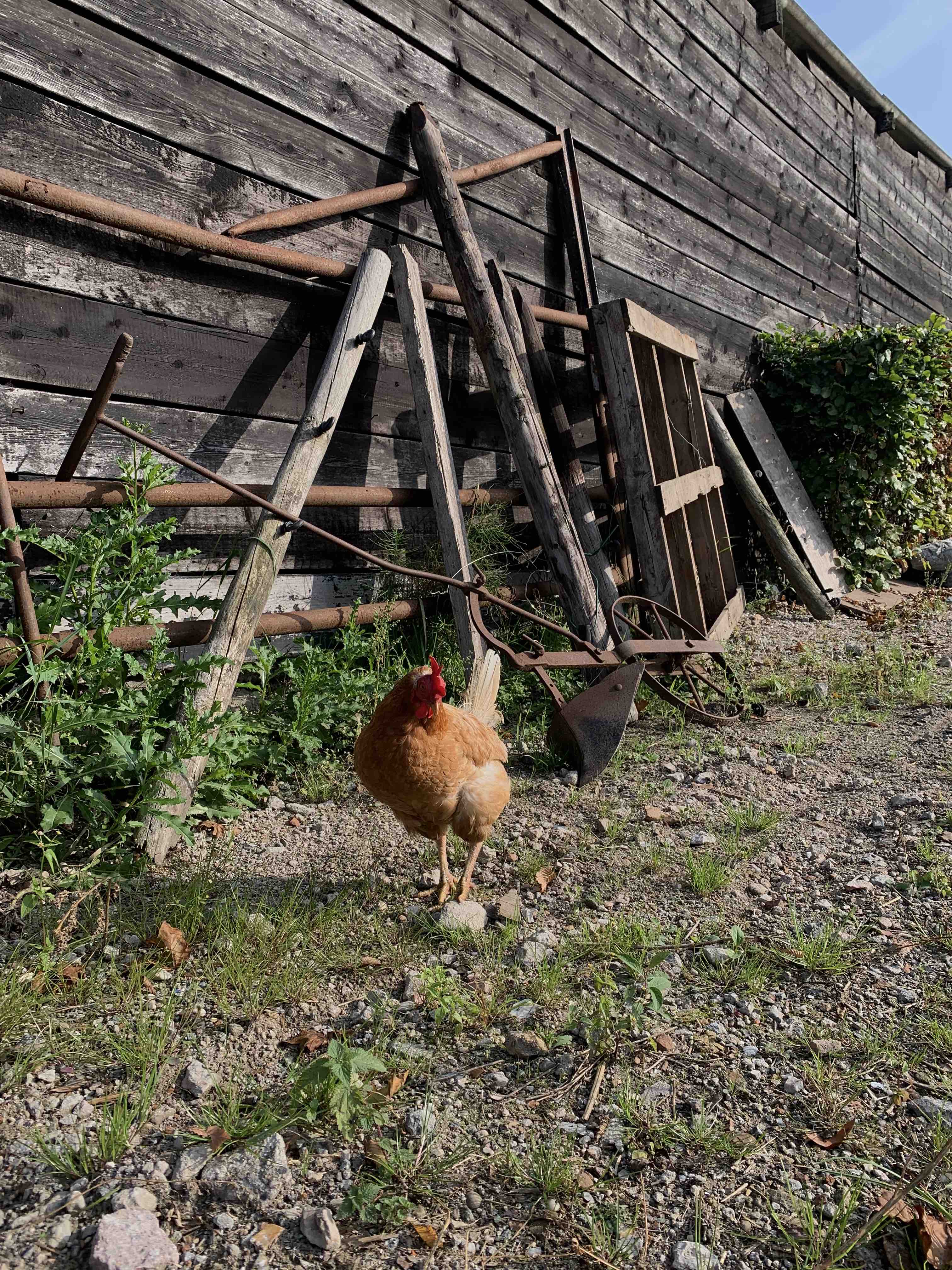 Wilder Land Kamille Oogsten bij Ekoto Kamille