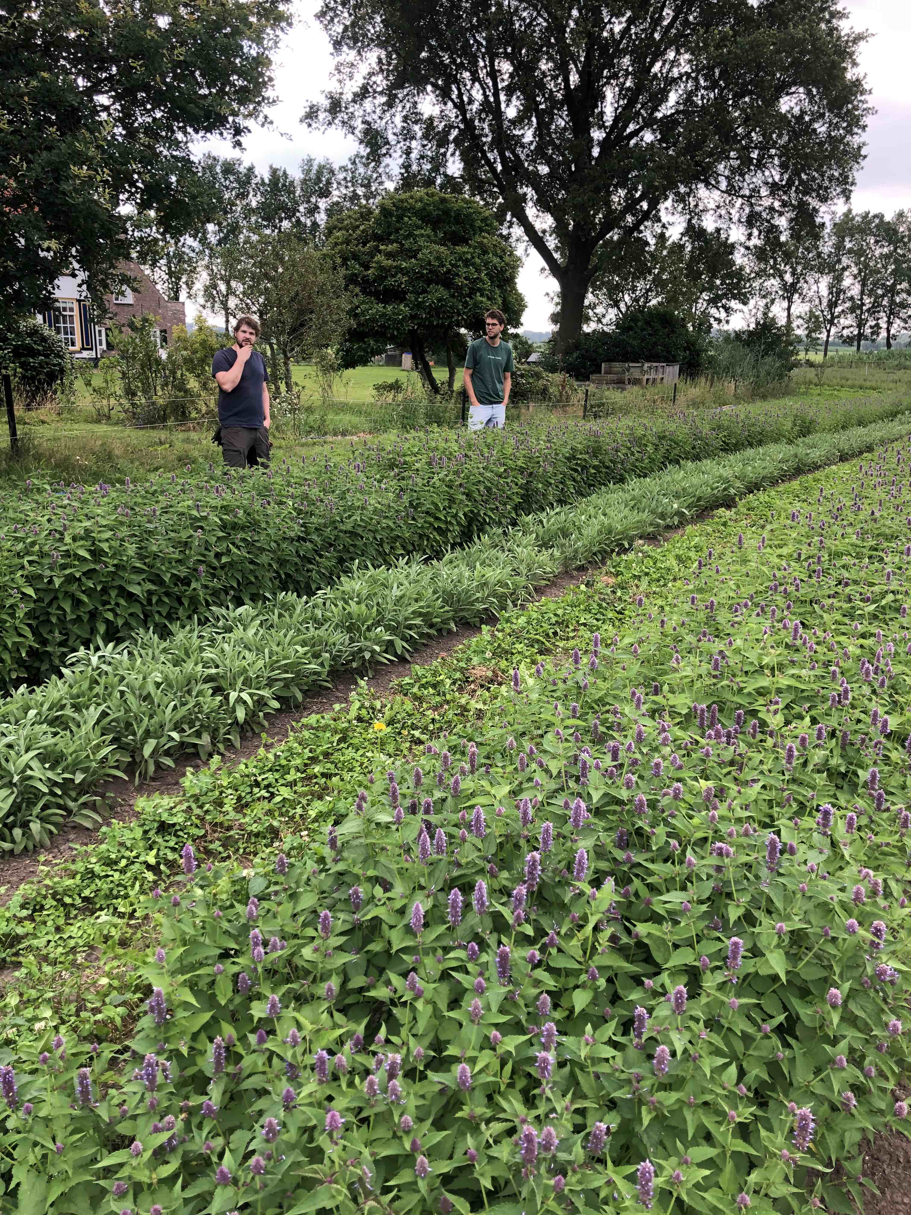 Wilder Land (on)kruidenthee - biodiversiteit - Dropplant Schevichoven