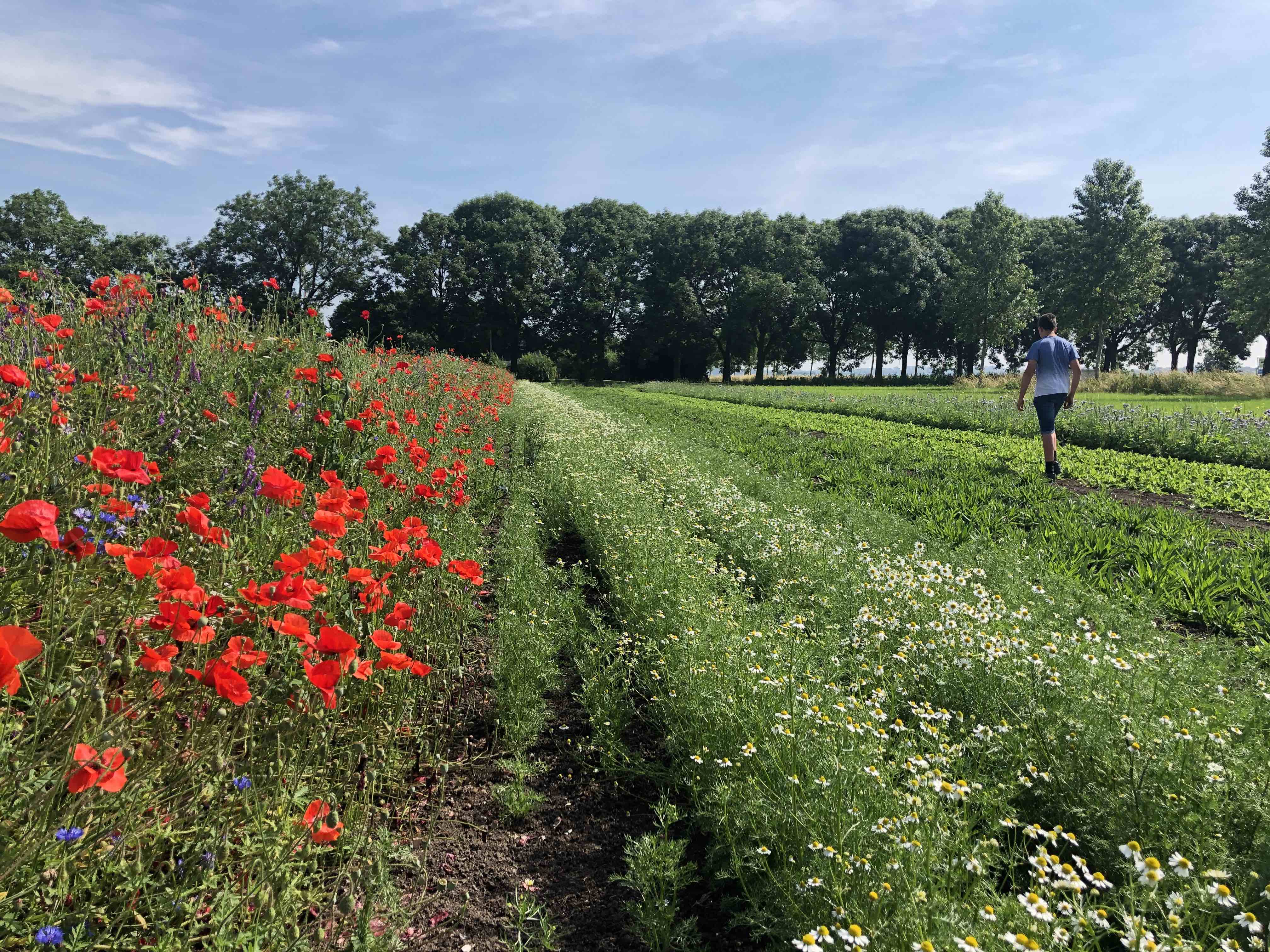 Wilder Land (on)kruiden oogst Kamille biodiversiteit