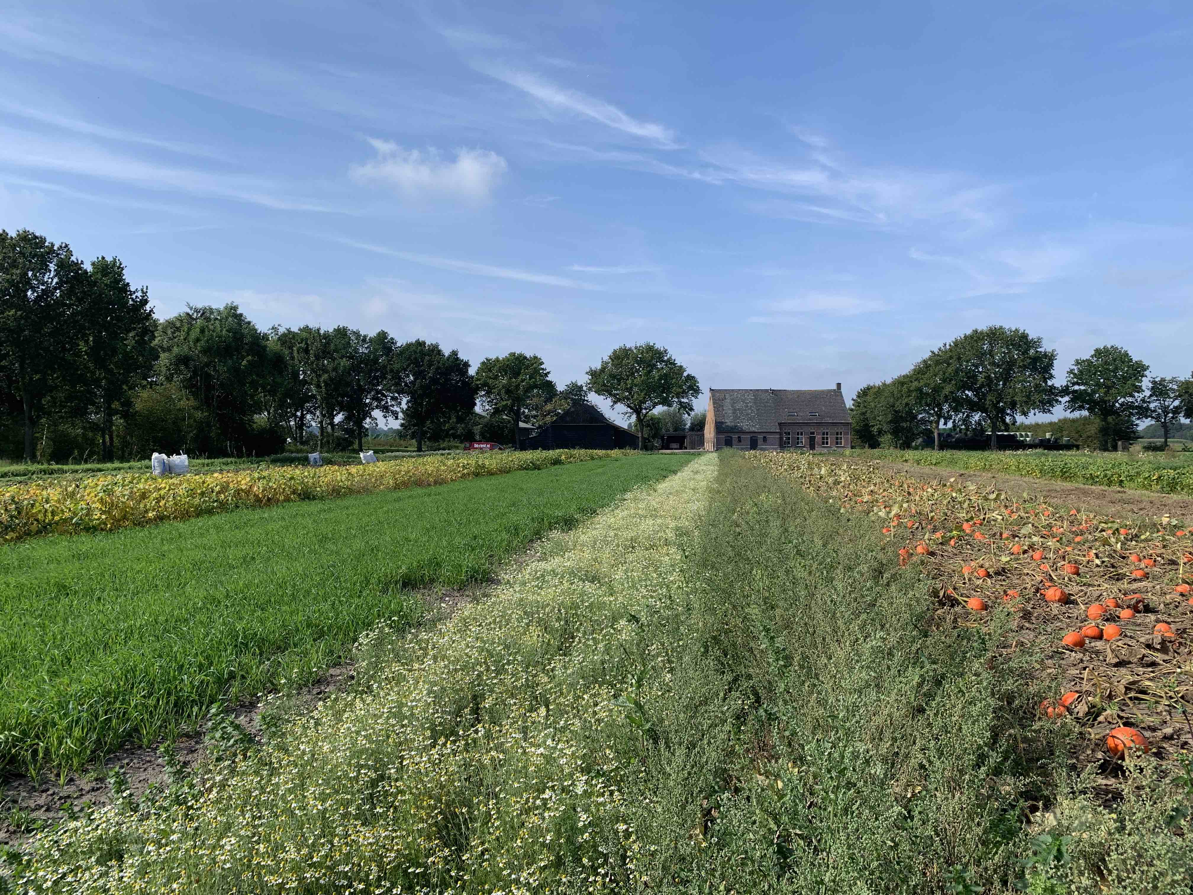 Wilder Land (on)kruidenthee - Oogsten hoe werkt dat?