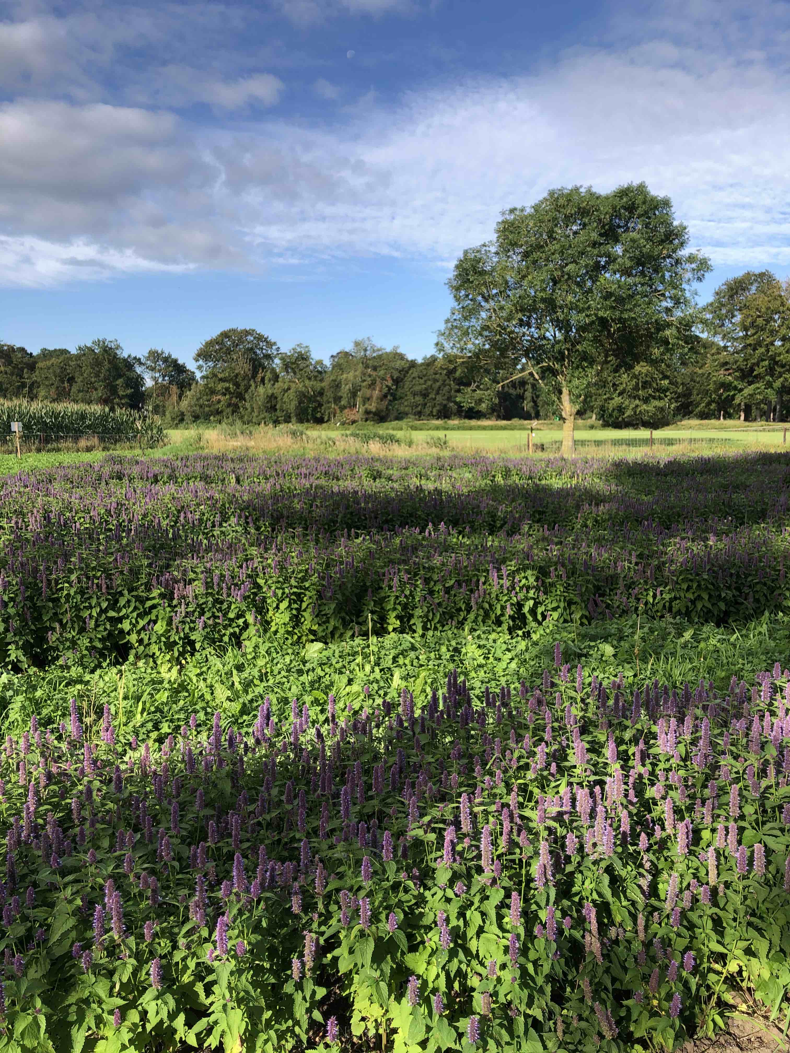 Wilder Land (on)kruidenthee oogst bij Regeneratieve boerderij Schevichoven