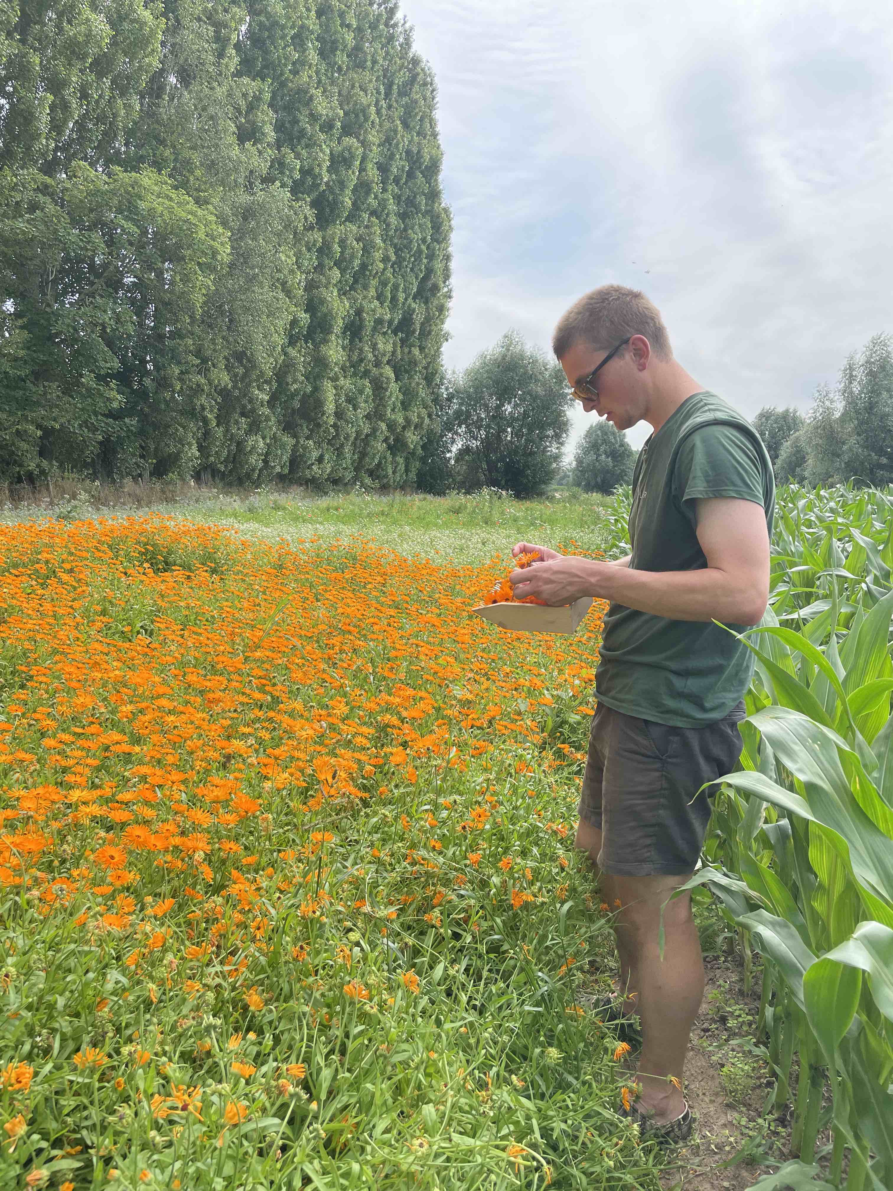 Wilder Land Oogst Goudsbloem