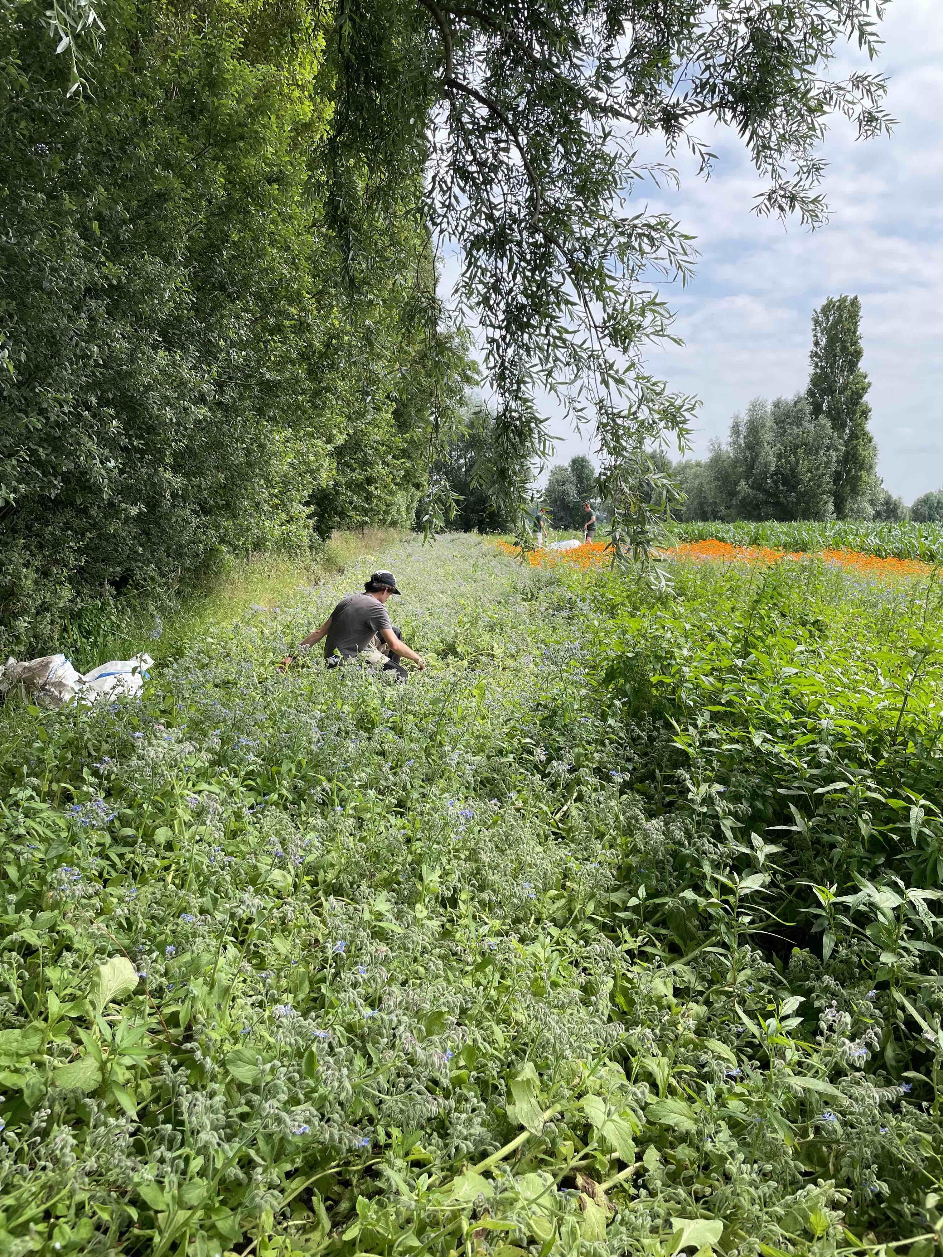 Wilder Land Oogst Goudsbloem