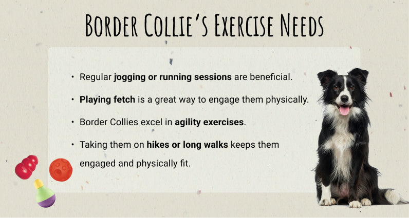 Border Collie Exercise Requirements