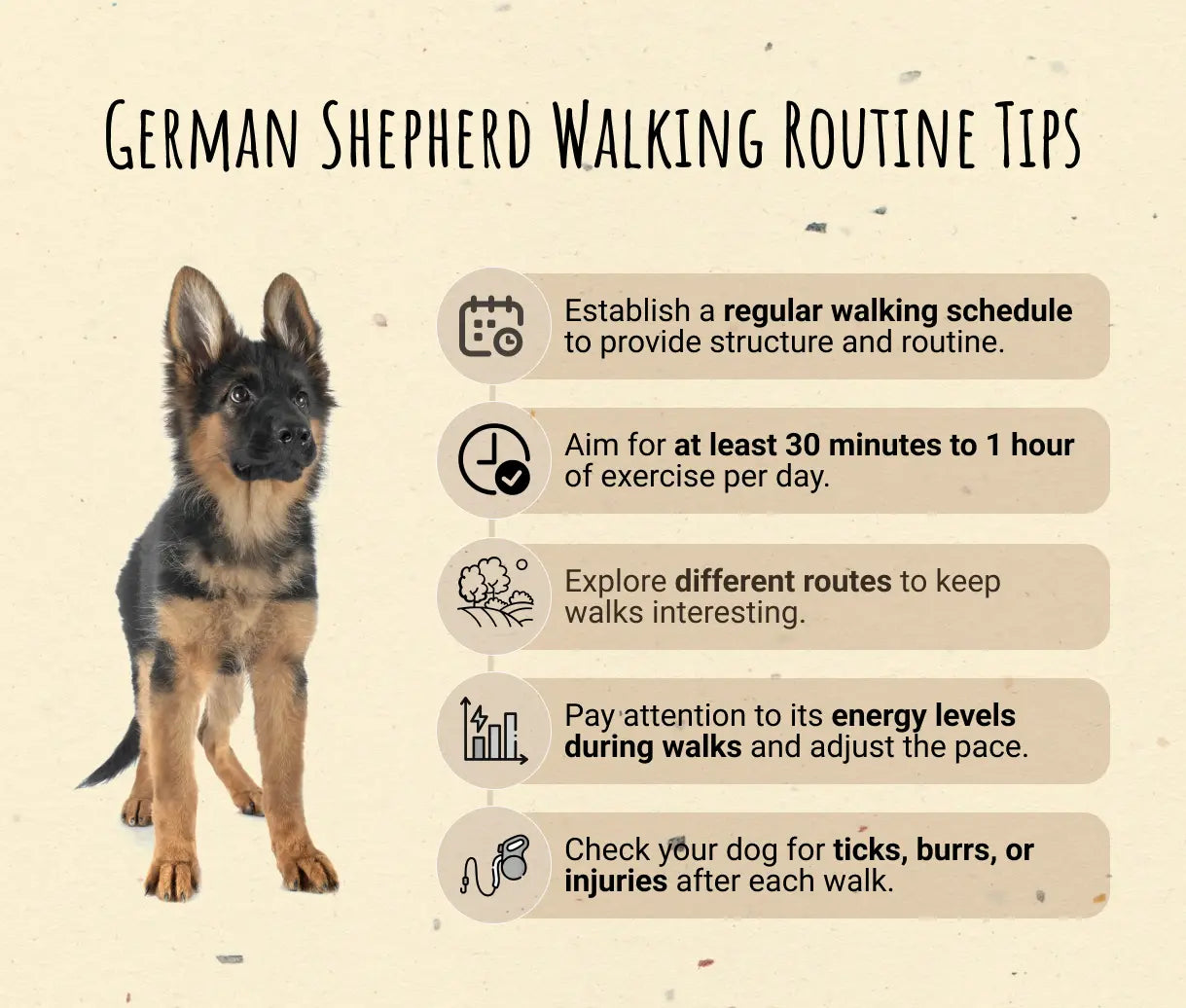 German Shepherd Walking Routine