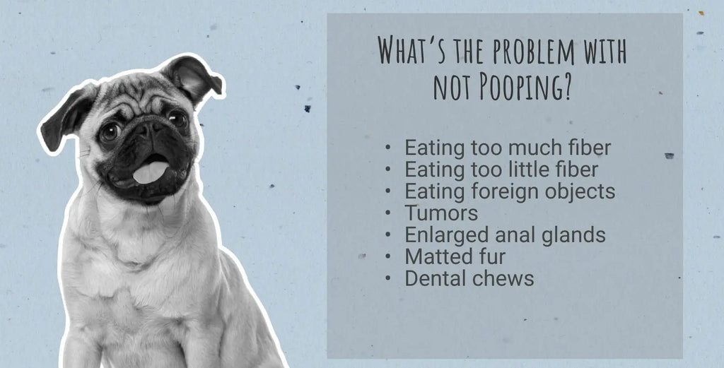 Dog Pooping Problems