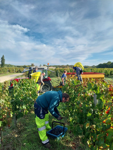 vendanges 2023