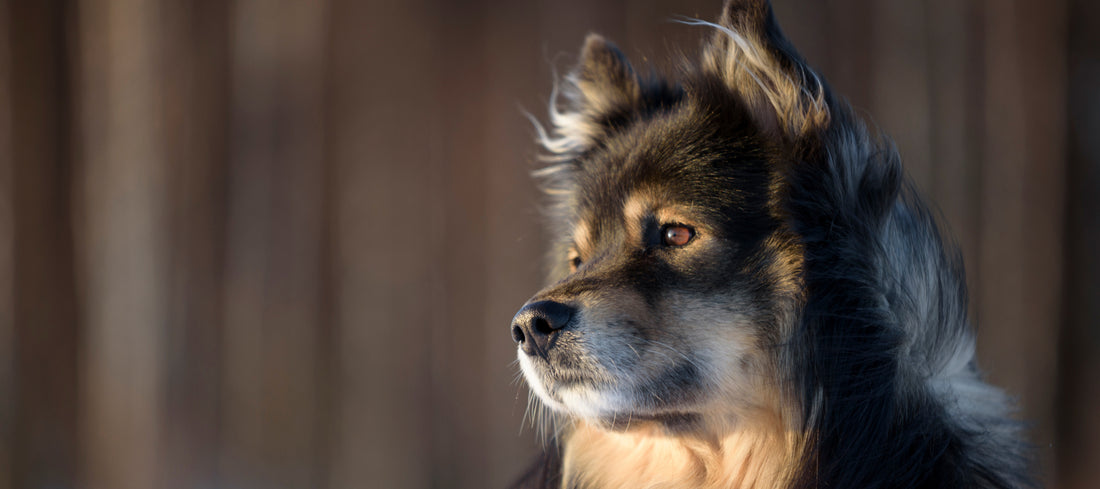 are finnish lapphunds smart dogs