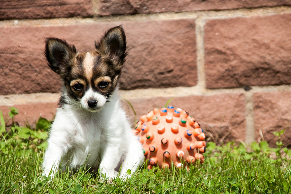 do chihuahuas suffer from separation anxiety