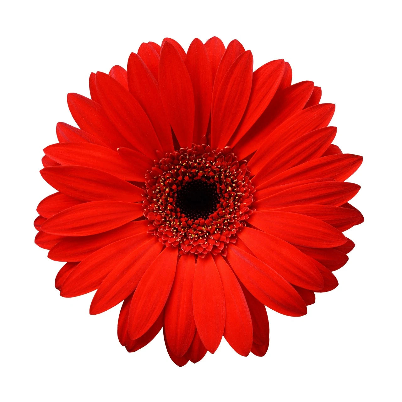wholesale Assorted Gerbera Daisies – Flowers For Fundraising
