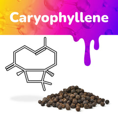 The Caryophyllene graphic shows the terpene chemical structure and a pile of peppercorns