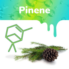 The Pinene graphic shows the terpene chemical structure and a bunch of pine branches with a pinecone