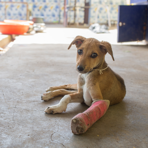 Puppy with a broken foreleg