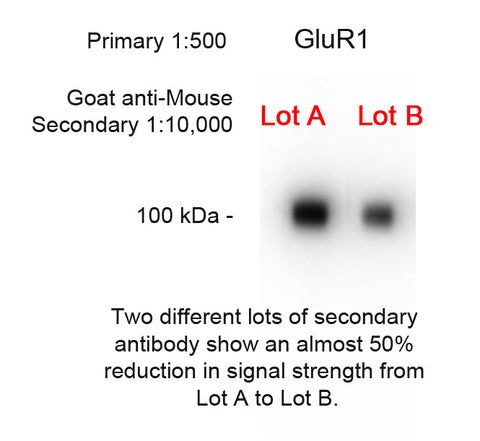 Secondary antibody signal variation