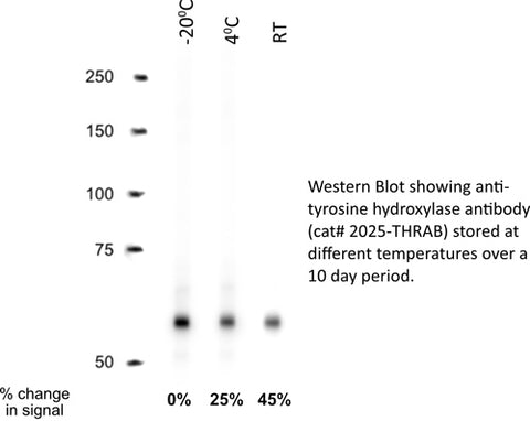 Western blot of antibody temperature storage conditions