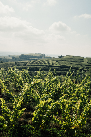 Ina Wihler, Weingut Wihler, Weingut Wihler Ihringen, Werners Weinwelt, meine Weinwelt, Weinhandlung Freiburg, Weinhändler Freiburg