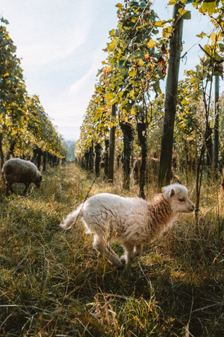 Ina Wihler, Weingut Wihler, Weingut Wihler Ihringen, Werners Weinwelt, meine Weinwelt, Weinhandlung Freiburg, Weinhändler Freiburg