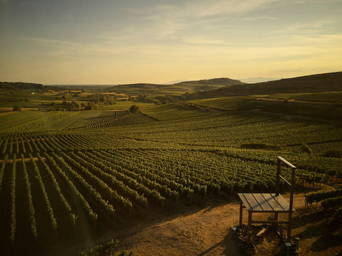 Weingut Landerer, Landerer, Landerer Oberrotweil, Werners Weinwelt