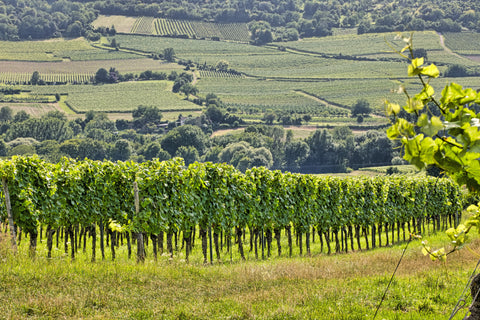 Weingut Baum-Barth, Weingut Baum Barth, Baum Barth Wein, Baum Barth, Baum-Barth, Weinhändler Freiburg